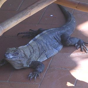 Lizard on Porch