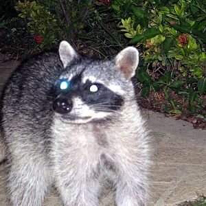 Racoon at night