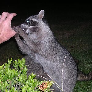 Rocky feeding Racoon