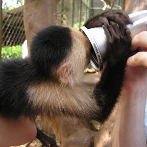 Closer shot of Who Dat?