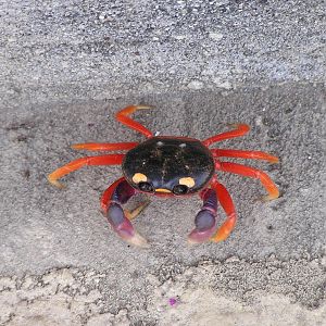 Crab before it's demise to the racoons