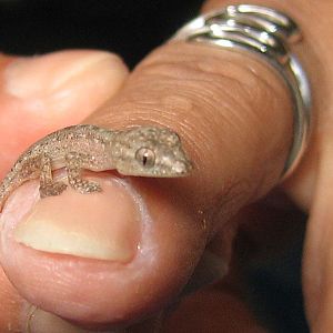 Baby Gecko