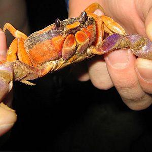 Crab Capture