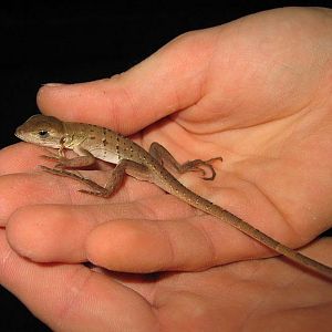 Friendly Lizard