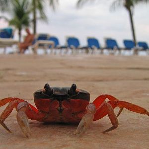 Poolside Crab