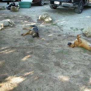 Ruff day
