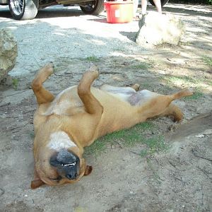 Dog tired