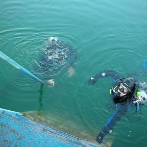 end of the dive