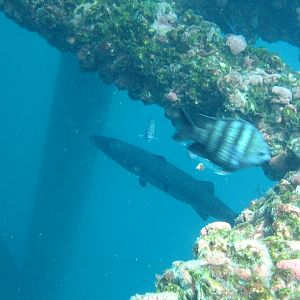 Barracuda