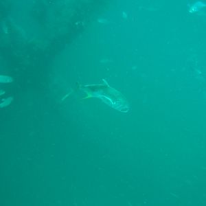 IMG_0439