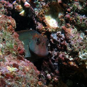 Some Sort of Goby?