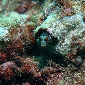 Another Sort of Goby?