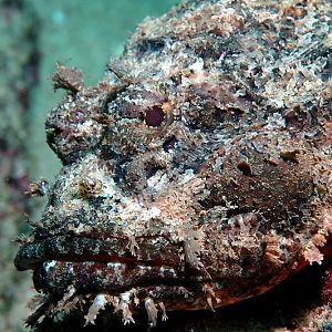 Stonefish