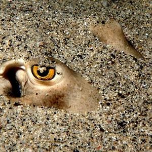 Except for that one with the yellowy eyes