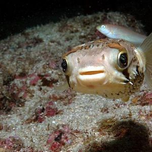 One Eyed Puffer