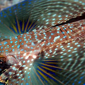The Amazing Flying Gurnard