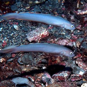 Blue Gobies