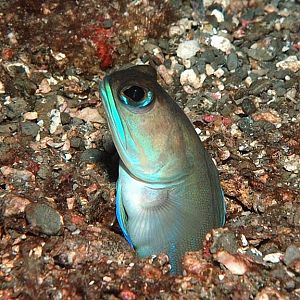 Purple Mustached Jawfish?