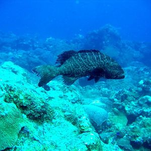 Mr. Grouper