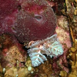Christmas Tree Worms