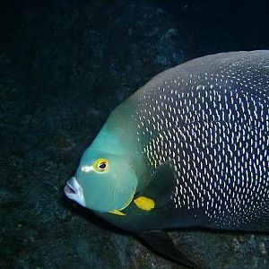 French Angelfish