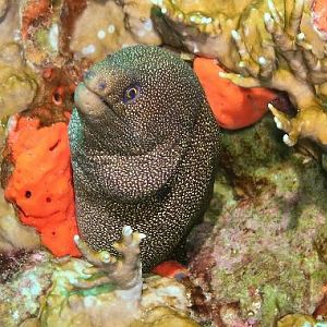 Goldentail Moray