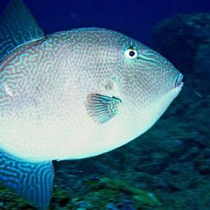 Grey "Biter" Trigger