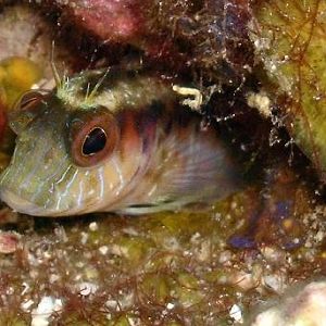 Seaweed Blenny