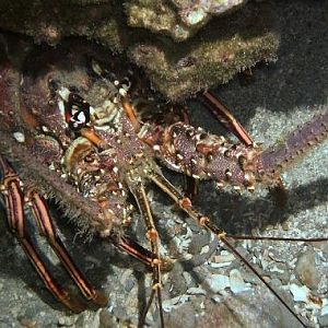Spiny Lobster