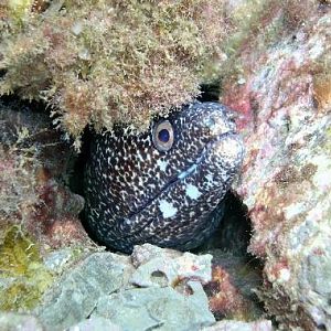 Spotted Moray