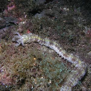 beaded sea cucumber
