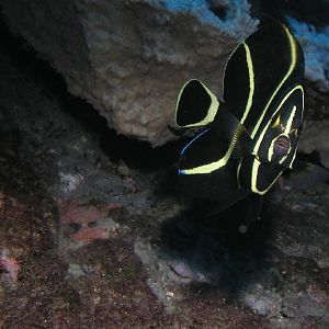 one day I'll be an angel