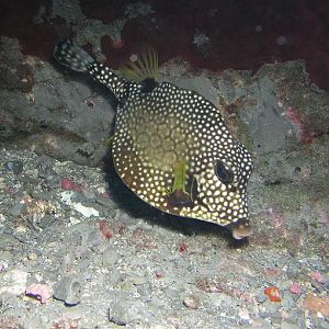 a trunk and its junk