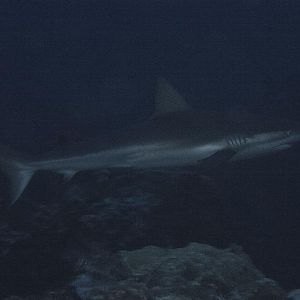 Early morning shark buzz