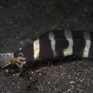 Napoleon Snake Eel