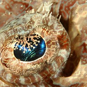 Eye of a CrocodileFish