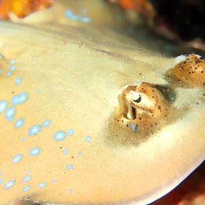 Blue Spotted Stingray