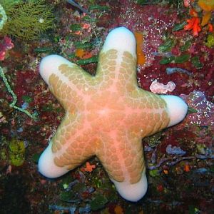 Starfish in Palau