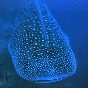 Whale Shark