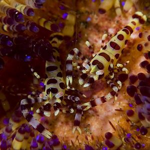 Lembeh Coleman Shrimp
