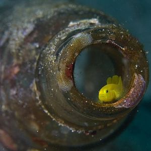 Lembeh Goby