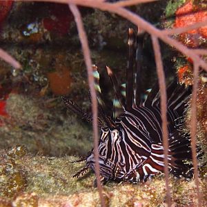 Lionfish1