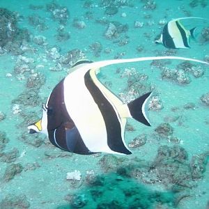 Moorish Idol