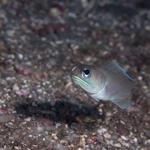 Mustached Jawfish