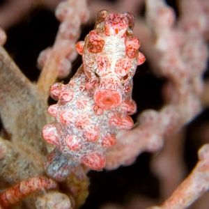 Pygmy Seahorse
