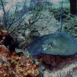 Ray Feeding