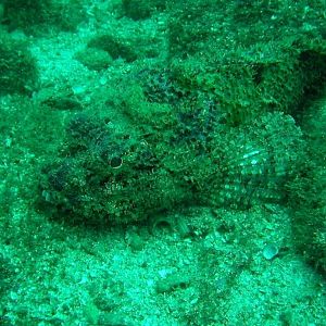 Stone Scorpionfish