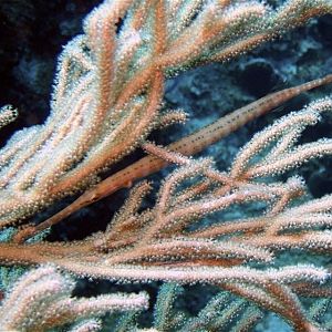 Trumpetfish in Coral