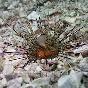 Urchin