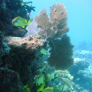 BarbaraReef 2-Marathon